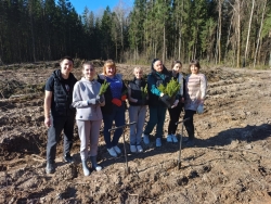 Молодой лес на поврежденных ураганом участках высадили в Вилейском районе